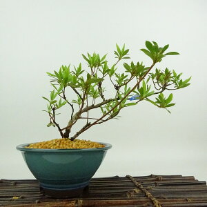 ~ H   15cm  Rhododendron indicum TcL ccW Ύ Ϗܗp i i 
