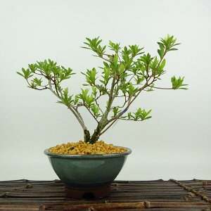 ~ H P  18cm  Rhododendron indicum TcL ccW Ύ Ϗܗp i i 
