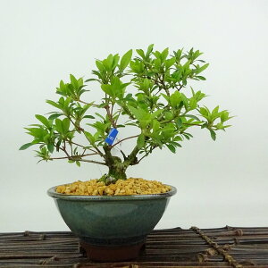 盆栽 皐月 美良野 樹高 約18cm さつき Rhododendron indicum サツキ ツツジ科 常緑樹 観賞用 小品 現品 送料無料