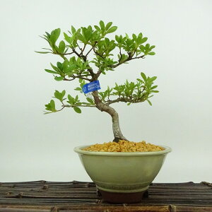 ~ H 쐉  17cm  Rhododendron indicum TcL ccW Ύ Ϗܗp i i 
