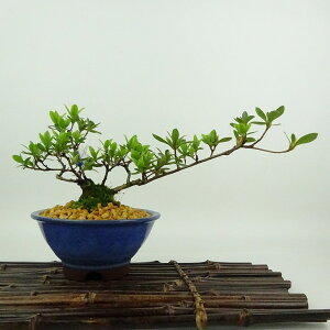 ~ H u  10cm  Rhododendron indicum TcL ccW Ύ Ϗܗp i i 