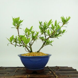 ~ H   14cm  Rhododendron indicum TcL ccW Ύ Ϗܗp i i 