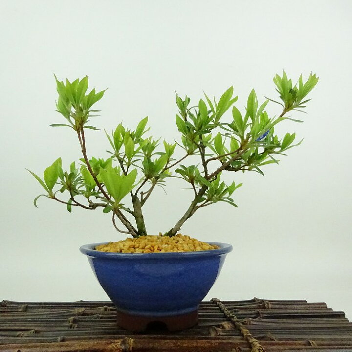 楽天市場】盆栽 皐月 聖代 樹高 約14cm さつき Rhododendron indicum 