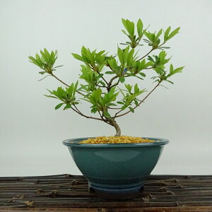 ~ H   17cm  Rhododendron indicum TcL ccW Ύ Ϗܗp i i 