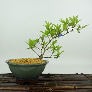 ~ H   17cm  Rhododendron indicum TcL ccW Ύ Ϗܗp i i 