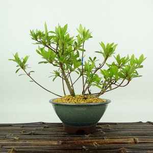 ~ H   16cm  Rhododendron indicum TcL ccW Ύ Ϗܗp i i 