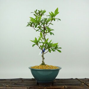 ~ H Cق  24cm  Rhododendron indicum TcL ccW Ύ Ϗܗp i 