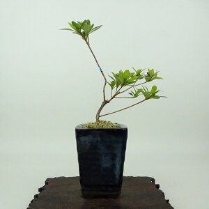 ~ H  14cm  Rhododendron indicum TcL ccW Ύ Ϗܗp i i