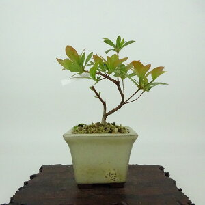 ~ H  11cm  Rhododendron indicum TcL ccW Ύ Ϗܗp i i