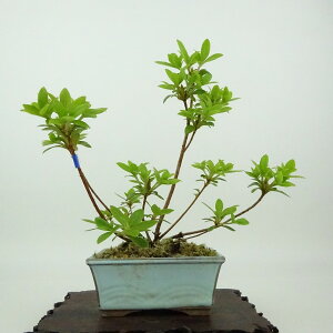 ~ H  16cm  Rhododendron indicum TcL ccW Ύ Ϗܗp i i