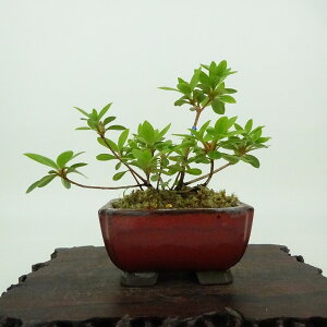 ~ H  8cm  Rhododendron indicum TcL ccW Ύ Ϗܗp i i