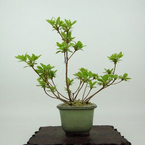 ~ H  16cm  Rhododendron indicum TcL ccW Ύ Ϗܗp i i