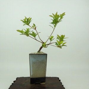 ~ H  15cm  Rhododendron indicum TcL ccW Ύ Ϗܗp i i