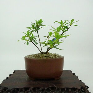 ~ H  9cm  Rhododendron indicum TcL ccW Ύ Ϗܗp i i