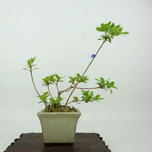 ~ H  15cm  Rhododendron indicum TcL ccW Ύ Ϗܗp i i