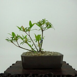 ~ H  10cm  Rhododendron indicum TcL ccW Ύ Ϗܗp i i