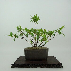 ~ H  14cm  Rhododendron indicum TcL ccW Ύ Ϗܗp i i