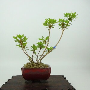 ~ H  17cm  Rhododendron indicum TcL ccW Ύ Ϗܗp i i