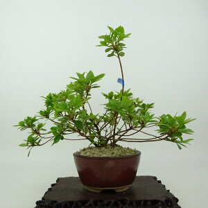 ~ H  17cm  Rhododendron indicum TcL ccW Ύ Ϗܗp i i