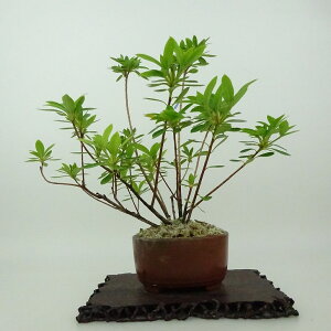 ~ H  20cm  Rhododendron indicum TcL ccW Ύ Ϗܗp i i