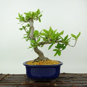 ~ H   23cm  Rhododendron indicum TcL ccW Ύ Ϗܗp i 