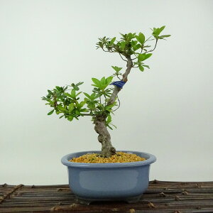 ~ H @̋  22cm  Rhododendron indicum TcL ccW Ύ Ϗܗp i 