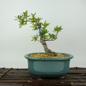 ~ H u  17cm  Rhododendron indicum TcL ccW Ύ Ϗܗp i i 