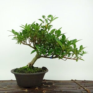 ~ H ͂Ȃт  21cm  Rhododendron indicum TcL ccW Ύ Ϗܗp i 