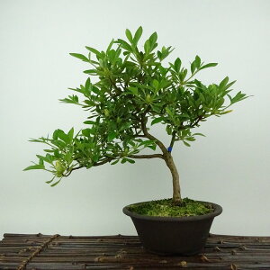 ~ H GrX  23cm  Rhododendron indicum TcL ccW Ύ Ϗܗp i 