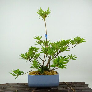 ~ H ԕW  23cm  Rhododendron indicum TcL ccW Ύ Ϗܗp i 