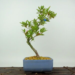 ~ H _  30cm  Rhododendron indicum TcL ccW Ύ Ϗܗp i 