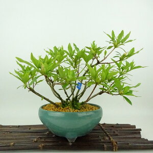 ~ H ꂢ  18cm  Rhododendron indicum TcL ccW Ύ Ϗܗp i i 