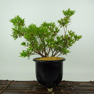 ~ H ̐  24cm  Rhododendron indicum TcL ccW Ύ Ϗܗp i 