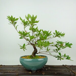~ H   24cm  Rhododendron indicum TcL ccW Ύ Ϗܗp i 