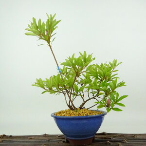 ~ H   24cm  Rhododendron indicum TcL ccW Ύ Ϗܗp i 