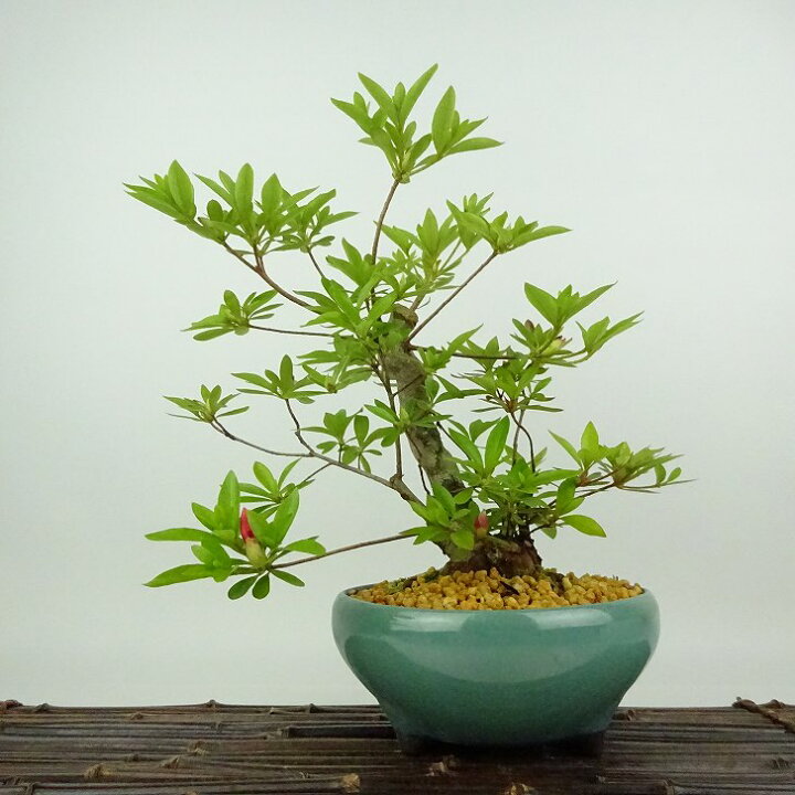 楽天市場】盆栽 皐月 樹高 約25cm さつき Rhododendron indicum サツキ 