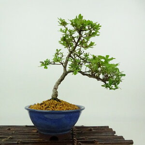 ~ H   20cm  Rhododendron indicum TcL ccW Ύ Ϗܗp i i 