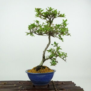 ~ H   23cm  Rhododendron indicum TcL ccW Ύ Ϗܗp i 