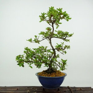 ~ H   24cm  Rhododendron indicum TcL ccW Ύ Ϗܗp i 