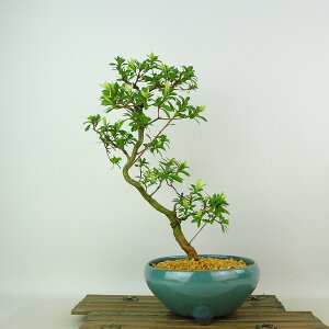 ~ H P  30cm  Rhododendron indicum TcL ccW Ύ Ϗܗp i 