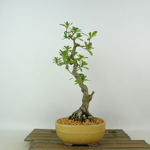 ~ HR߂  26cm  Rhododendron indicum TcL ccW Ύ Ϗܗp i 