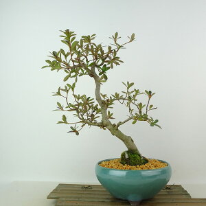 ~ H @̋  26cm  Rhododendron indicum TcL ccW Ύ Ϗܗp i 