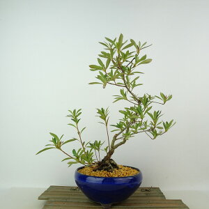 ~ H ̌  26cm  Rhododendron indicum TcL ccW Ύ Ϗܗp i 