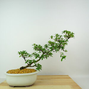~ H P  24cm  Rhododendron indicum TcL ccW Ύ Ϗܗp i 