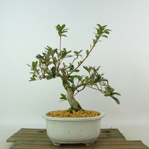~ H _  22cm  Rhododendron indicum TcL ccW Ύ Ϗܗp i 