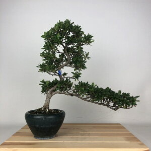 盆栽 皐月 絹の舞 樹高 約31cm さつき Rhododendron indicum サツキ ツツジ科 常緑樹 鑑賞用 観賞用 現品