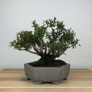 ~ H @R  14cm  Rhododendron indicum TcL ccW Ύ ӏܗp Ϗܗp i i