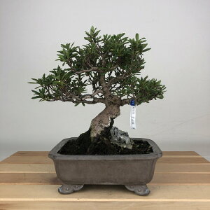 ~ H   17cm  Rhododendron indicum TcL ccW Ύ ӏܗp Ϗܗp i i 