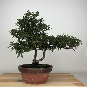 ~ H W  23cm  Rhododendron indicum TcL ccW Ύ ӏܗp Ϗܗp i 
