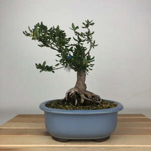 盆栽 皐月 美良野 樹高 約19cm さつき Rhododendron indicum サツキ ツツジ科 常緑樹 鑑賞用 観賞用 小品 現品 送料無料